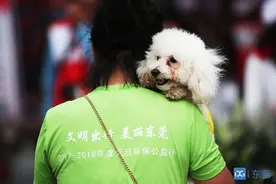 注意！《东莞市养犬管理条例》6月1日正式施行图片