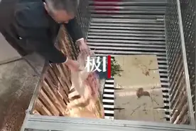 神农架再次发现罕见白化麂子图片