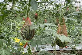 荆门漳河新区：“双井西瓜”助力乡村振兴村民致富图片