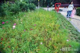 花开春夏秋，野花为琴台广场绣上烂漫花边图片