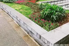 变得好看，走得舒畅！长沙枫林路完成升级改造图片