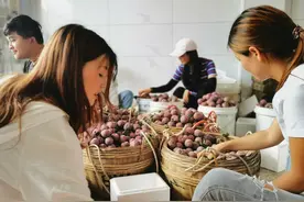 日销1500吨，信宜钱排三华李迎来上市高峰图片