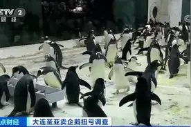 靠52只企鹅收入2200万元！这家企业靠卖企鹅自救？图片