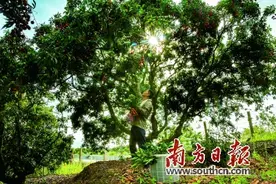 “荔枝圩”上的赶集人图片