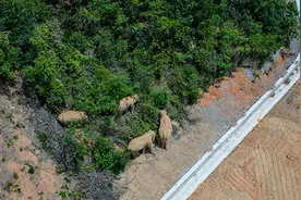 亚洲象为何在云南一路向北？新推测：地磁暴致其迁徙本能觉醒图片
