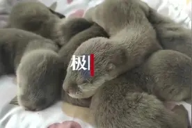 六一儿童节，武汉罕见六胞胎水獭满月啦！