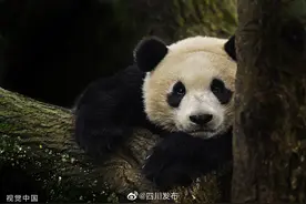 四川拟推出“旅行熊猫”健康码 接种疫苗后可获得图片