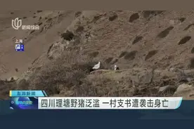 四川理塘野猪泛滥  一村支书遭袭击身亡