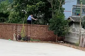 永州一大黄狗发狂撕咬家禽还欲咬人，被民警击毙图片