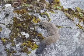 喜马拉雅山区首次惊现世界最大“飞行”松鼠，身长超过1米图片