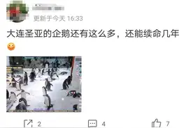 卖52只企鹅“保壳”遭问询 大连圣亚：企鹅对外输出已形成稳定业务模式图片