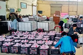 苹果大面积滞销掉价，果商边卖边亏图片