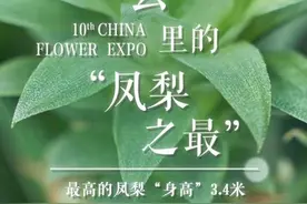 开花最高的凤梨、株型最大的凤梨都在花博会上海馆，你看到了吗？｜魔都花语⑬图片