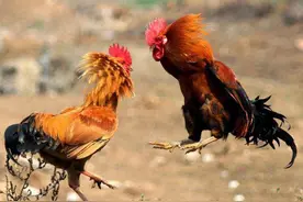 青未了/儿时的斗鸡游戏图片