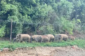 云南象群“一路向北”这三天：曾闯村民家中，有幼象不慎落水图片
