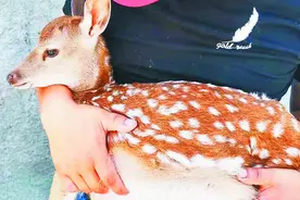 肥东一地惊现梅花鹿 野生还是养殖逃逸？专家将进行基因测序判定图片