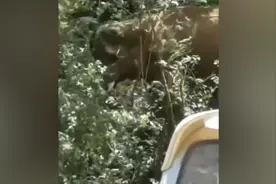 15头亚洲象距昆明仅两三公里，探路“警戒象”疑为一头公象视频封面