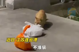 猫咪在宿舍楼下偷外卖被抓个现行 同学现场质问：你是哪个系的？图片