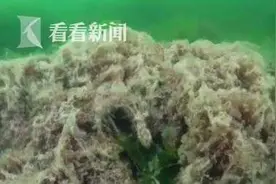 土耳其“海鼻涕”泛滥成灾 海洋环境亮“红灯”图片