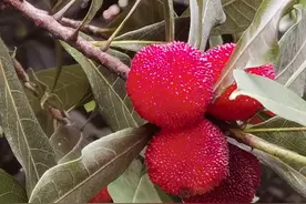 帮帮团 分享｜羡慕啊，小区里杨梅红了，周末还要办杨梅音乐节图片