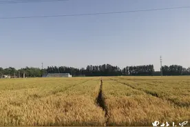 小麦机收如何减损？什么时候收割最好？种粮大户有妙招图片