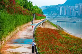 重庆万州：消落带变花海 成市民游玩好去处图片