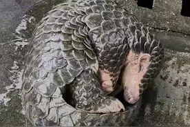 广东河源村民散步时发现野生中华穿山甲，属国家一级保护动物视频封面