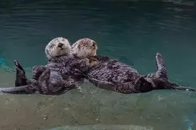 海洋动物睡觉时的奇葩玩法图片