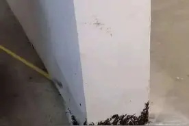 密恐慎入！九江一小区遭多脚虫“袭击”，爬上31楼图片