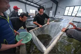 禁用19年却“阴魂不散”的孔雀石绿，用饲料就解决了？图片