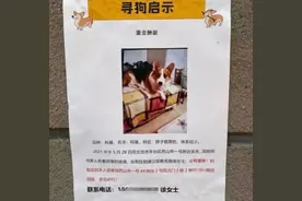 “寻狗送北京房”狗主人回应：系打印店误打 半夜接到三百个电话图片