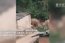 大象进入昆明！吃光投食区玉米，香蕉、菠萝被剩下……图片