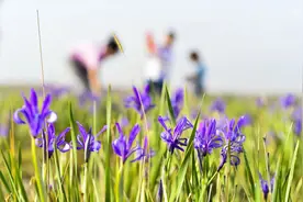 马连道、马连洼，北京多个地方因它得名图片