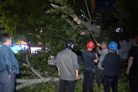 狂风暴雨！强对流天气将聊城、淄博多处大树连根拔起，部分树木被大风吹断图片
