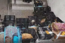 人民日报评盲盒乱象：盲盒不是法治盲区图片