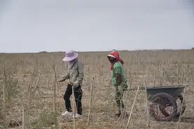 柴达木的有机枸杞“越来越红”图片