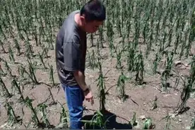 河北保定4县遭受风雹袭击 520余公顷农作物受灾图片