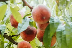 寻乡·觅趣 || 快快码住！种草游仙农场“桃”气攻略，听说六月和桃子最配哦！图片