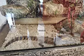 杭州鳄鱼出逃，躲进跃层的楼梯隔层！主人急死：不敢抓啊，怕被咬图片