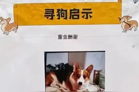 寻狗送北京一套房？狗主人回应图片