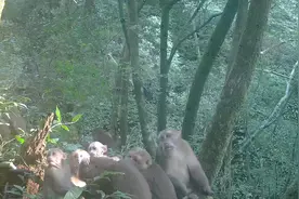 广东怀集大稠顶保护区发现藏酋猴图片