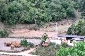 北迁象群仍在昆明晋宁活动，为减少人象遭遇投喂3.6吨象食视频封面