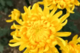 急！拉屎竟要等「菊花」同意？憋不住了怎么办？图片