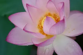 接天莲叶无穷碧，映日荷花别样红图片