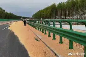 事发京哈高速！民警截停车辆紧急“收苞米”……图片