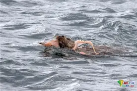 英国水獭捕捉章鱼 水中激烈搏斗将猎物拖上岸图片