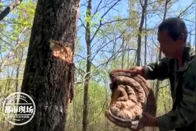 男子竟然一下遇到3朵巨型野生灵芝！最大的18斤图片