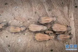 象群过境村庄村民讲述惊魂一夜：卧室门已被大象撞开图片