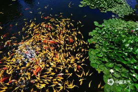 初夏北京圆明园万尾锦鲤游弋 再现御园盛景图片