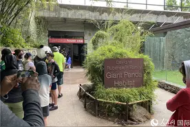 探访旅美大熊猫幼崽“小奇迹”美国大熊猫粉丝排长队图片